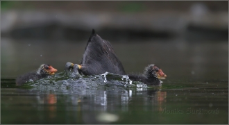 <p>LYSKA ČERNÁ (Fulica atra)</p>